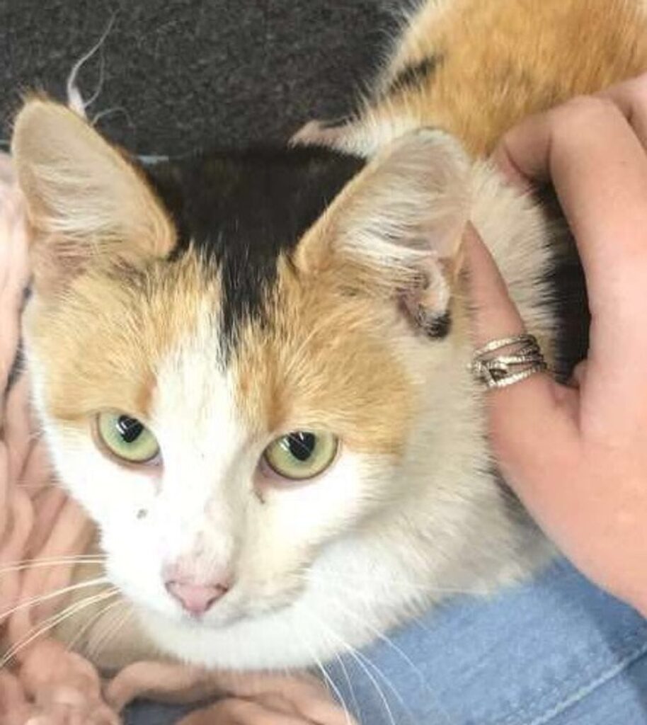 ある日 仲良くなった野良猫が病気の子猫を連れてきた グランザフトの無限堂野次馬本舗 ある日 仲良くなった野良猫が病気の子猫を連れてきた グランザフトの無限堂野次馬本舗