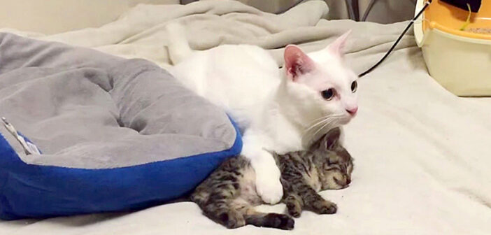 地震から子猫を守る猫