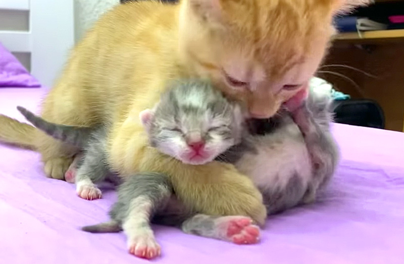 赤ちゃん猫達と子猫