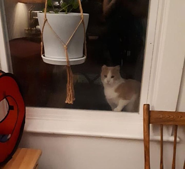 窓の外の猫