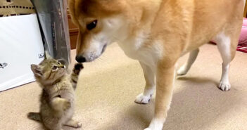 子猫と柴犬