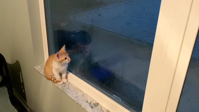 雷を見る子猫