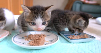 ご飯を食べる子猫達