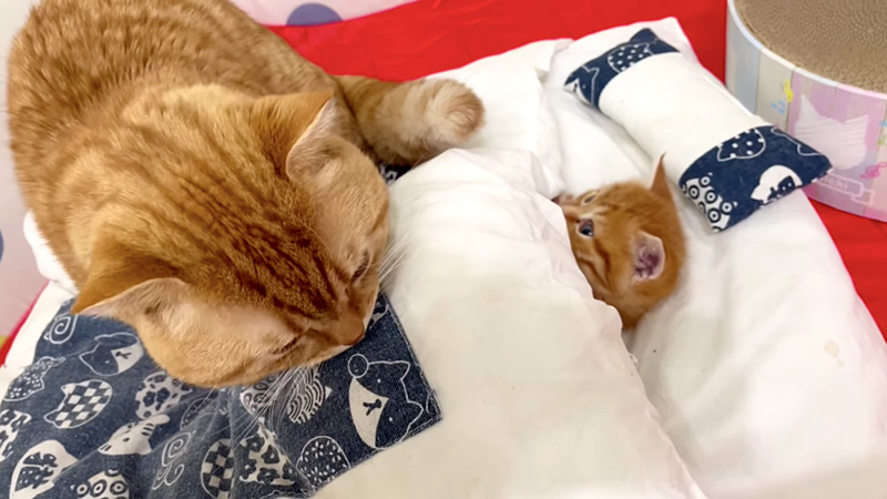 布団で眠る子猫とお父さん