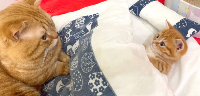 布団で眠る子猫と見守るお父さん
