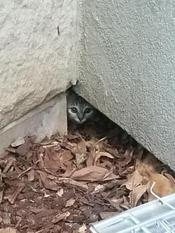 壁の穴に隠れる子猫