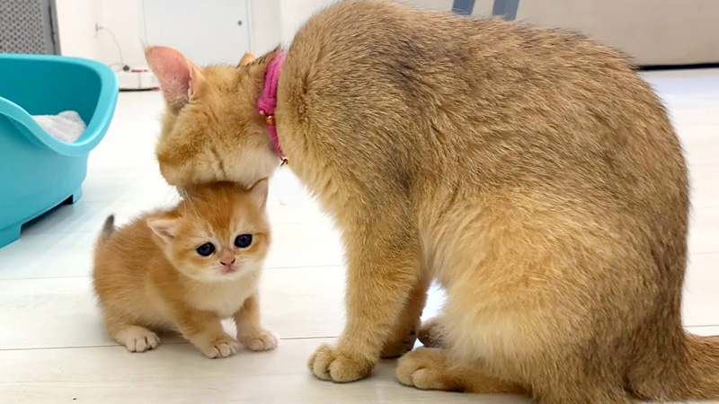 母猫に毛づくろいされる子猫