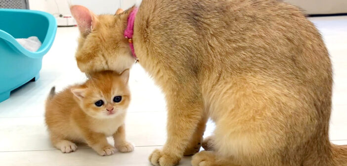 母猫に毛づくろいされる子猫