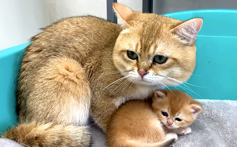 父猫と子猫