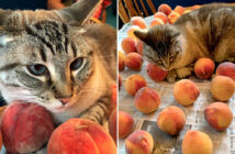 桃が大好きな猫
