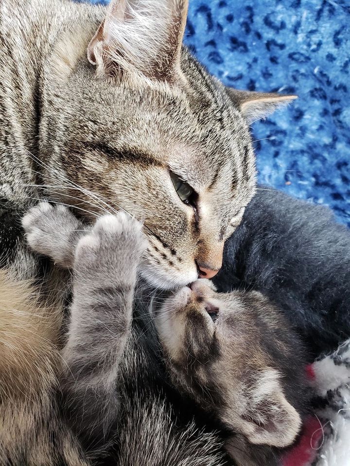 子猫に愛情を注ぐ母猫