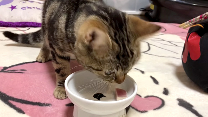 カツオを食べる猫