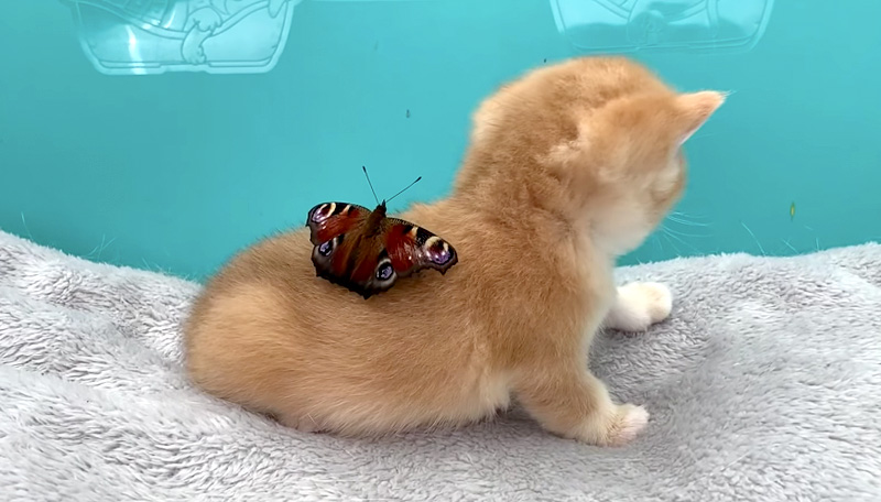 子猫の背中に乗る蝶々