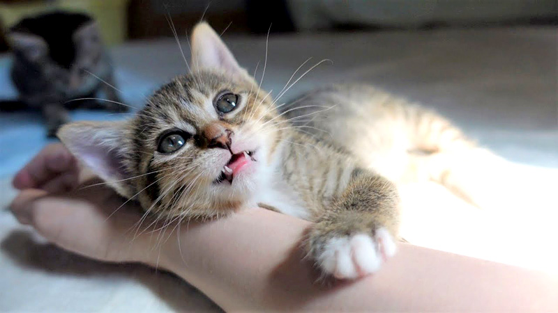 腕枕で甘える子猫