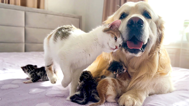 子猫達を犬に預ける母猫