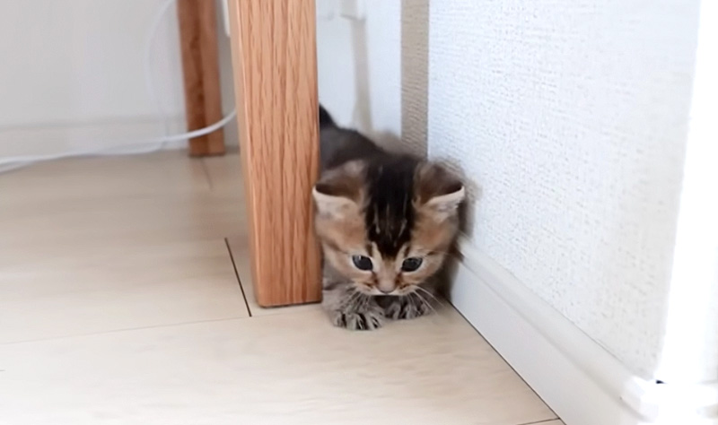 家の中を探索する子猫