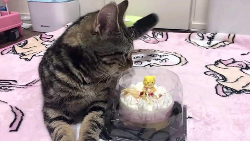 ケーキが気になる猫