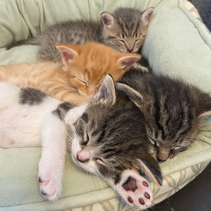 眠る子猫達
