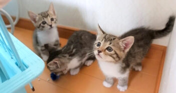 ゲリラ豪雨で避難する子猫達