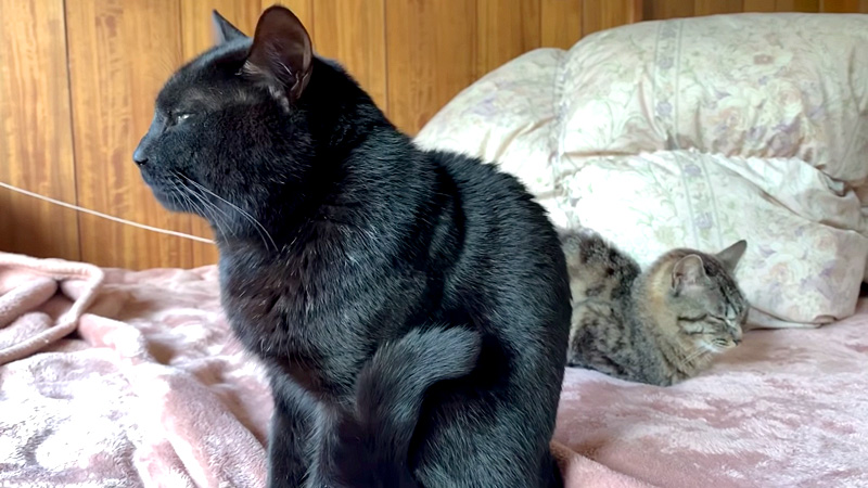 黒猫と保護猫