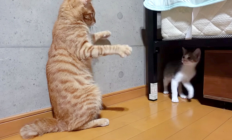 兄猫と遊ぶ子猫