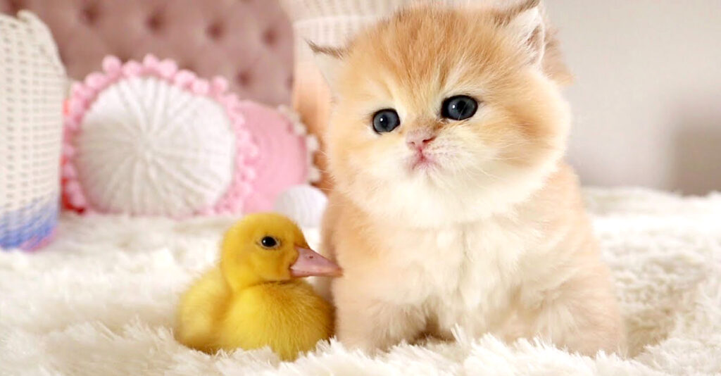 大人気の ahiru_cat_title02-1024x534.jpg ぬいぐるみ