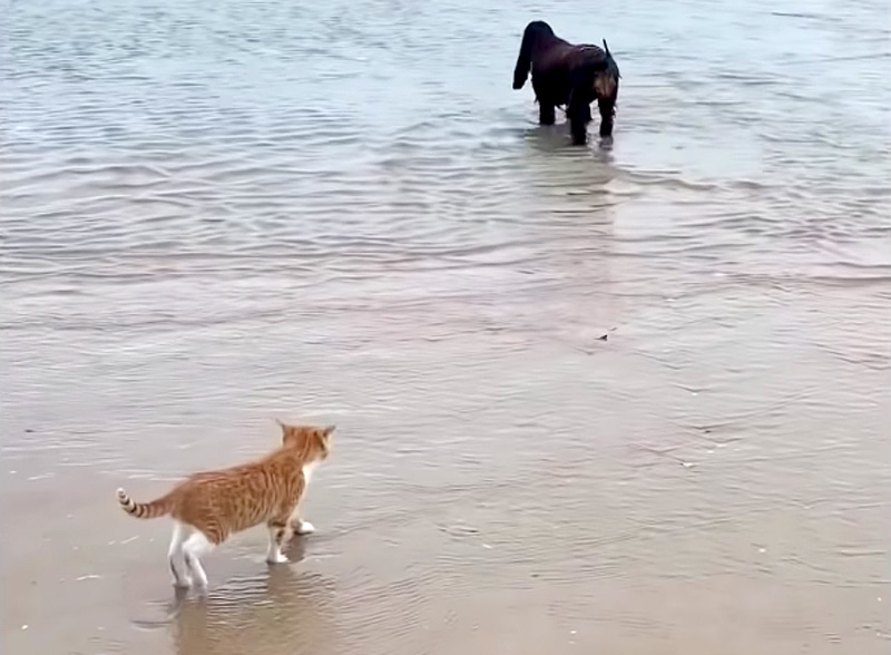 海で遊ぶ子猫