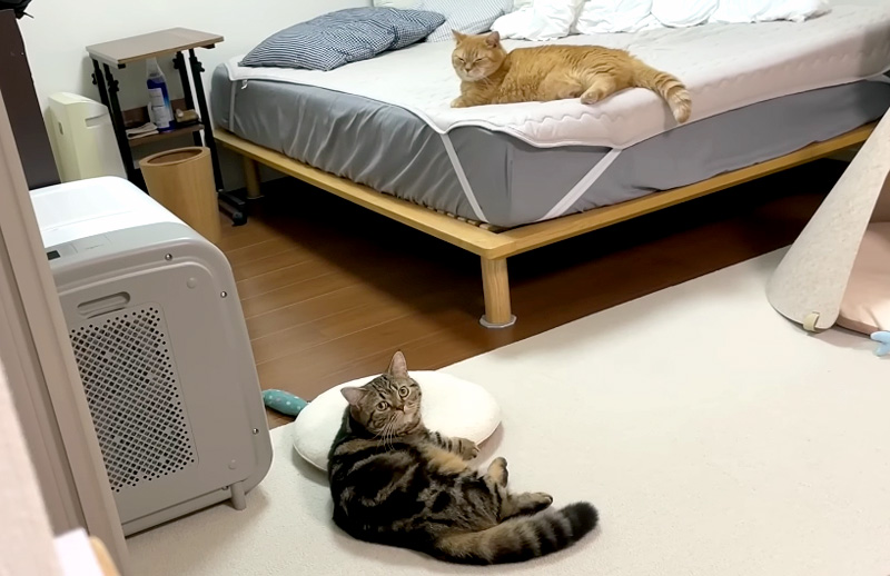 寝室でスタンバイしている猫達