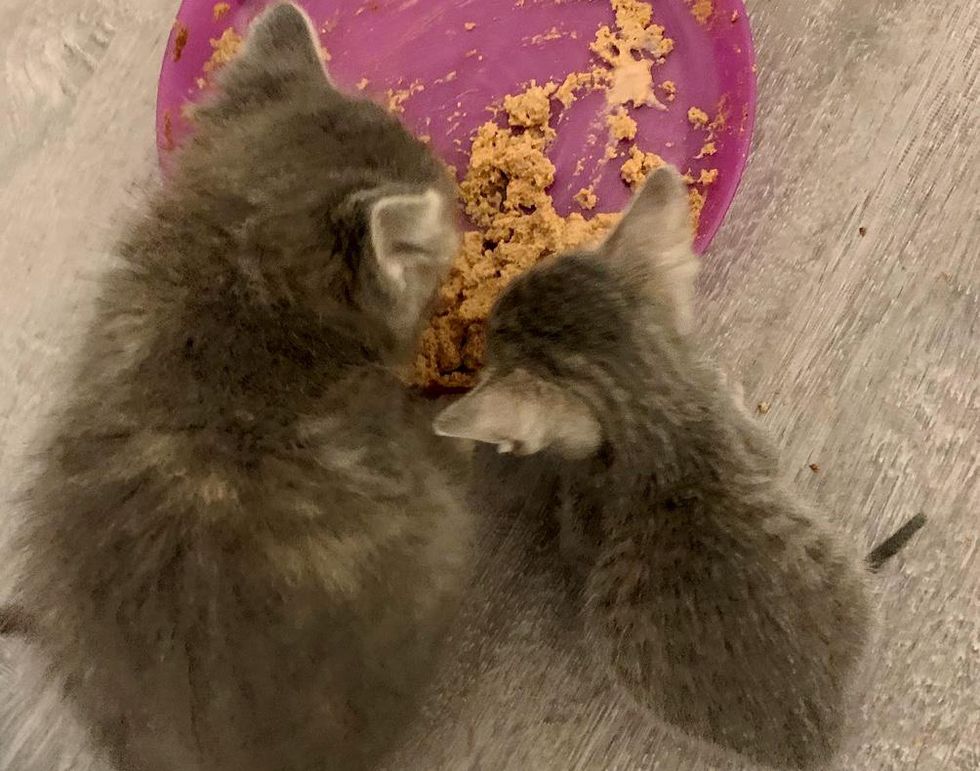 ご飯を食べる子猫達