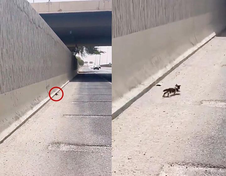 高速道路にいた子猫