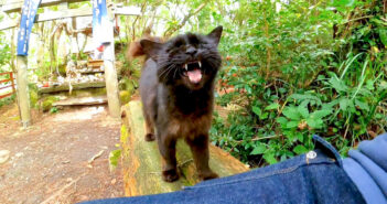 猫神社で出迎えてくれた猫