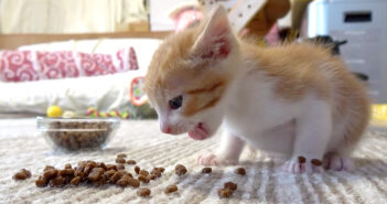 カリカリを食べる子猫