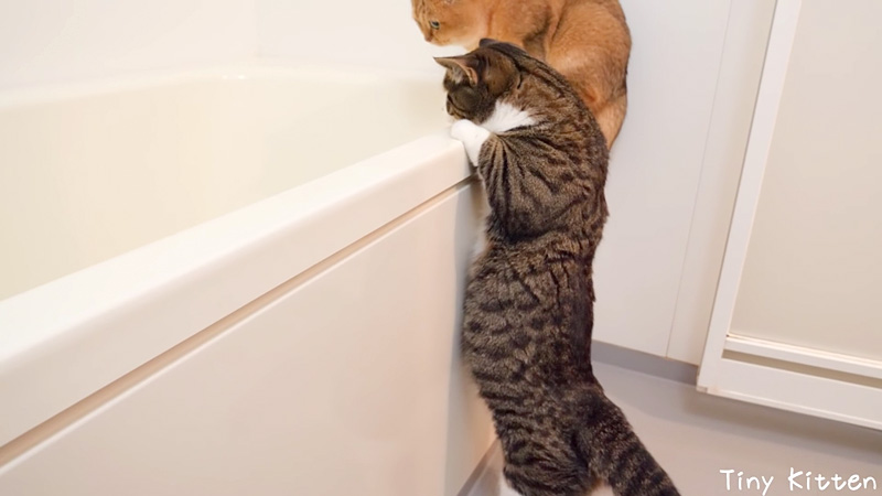 湯船を覗き込む猫達