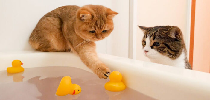 お風呂で遊ぶ猫達