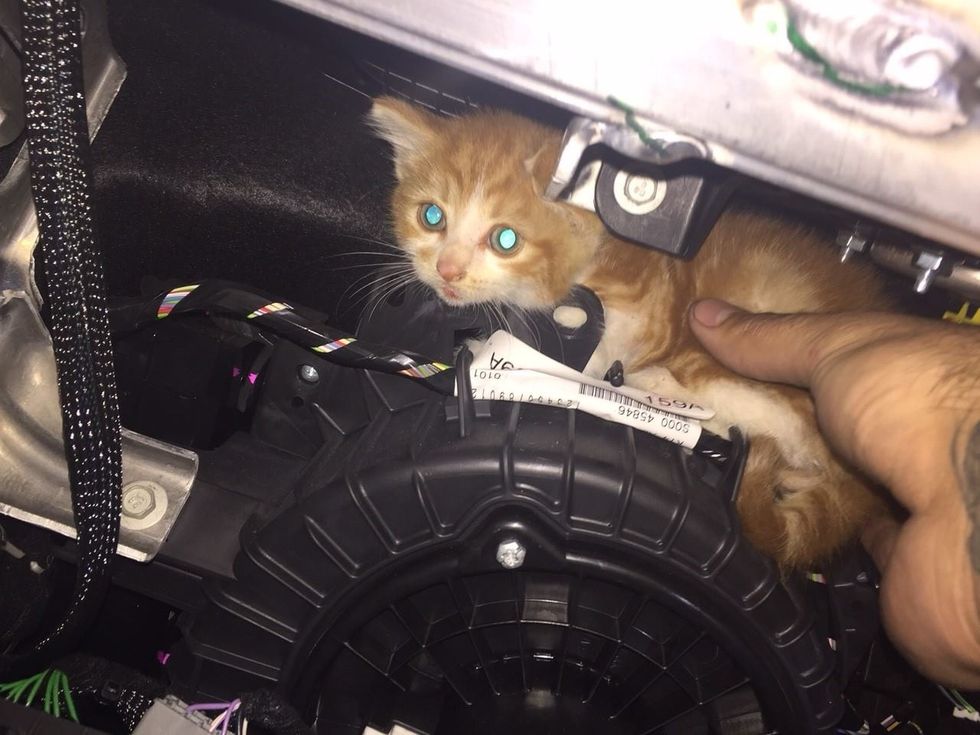 車に入り込んだ子猫