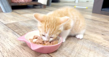 モグモグ食べる子猫