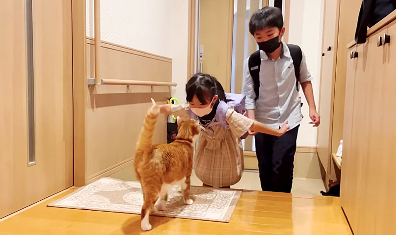 お出迎えに行く猫