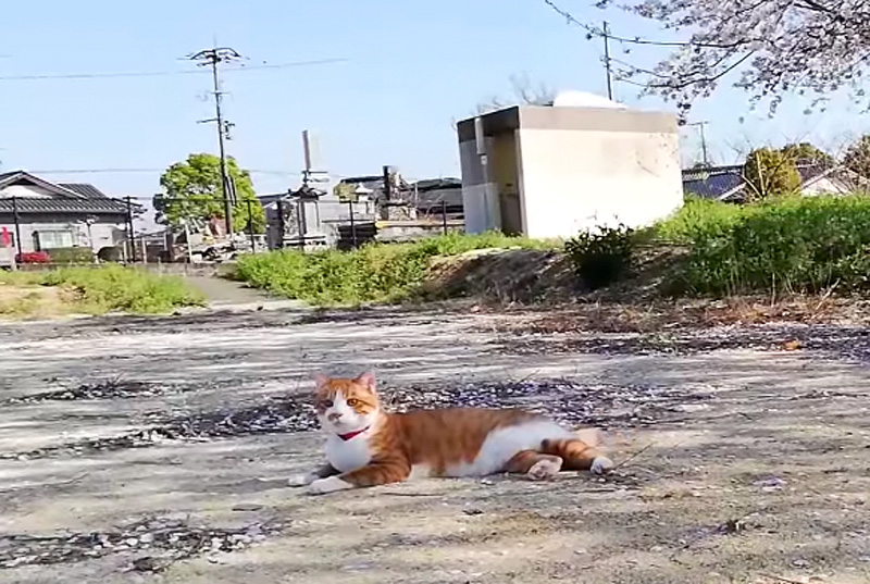 公園を散歩する猫