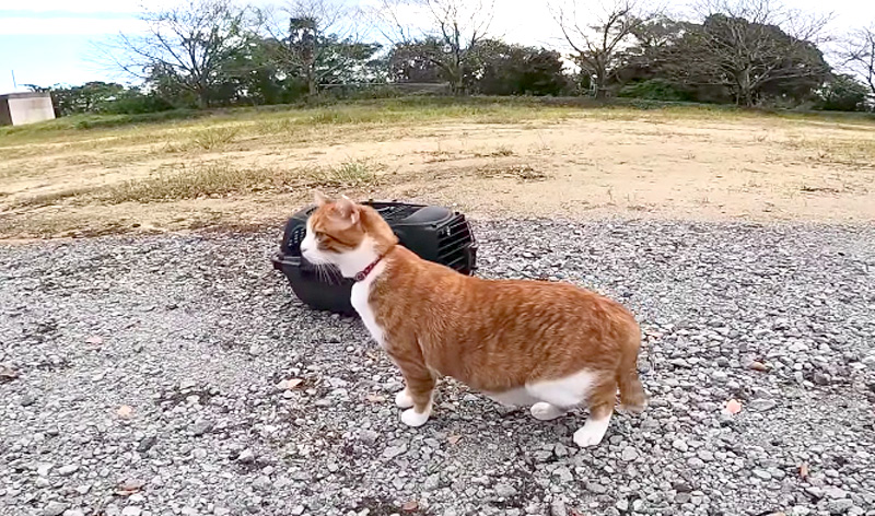 公園を久しぶりに散歩する猫