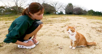 公園を散歩する猫