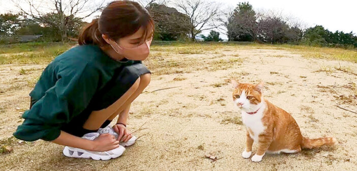 公園を散歩する猫