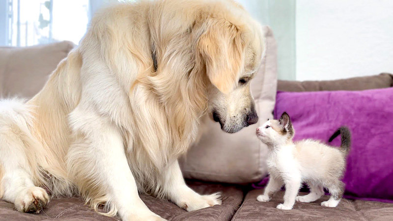 初めて遊んだ犬と子猫