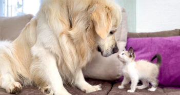 初めて遊んだ犬と子猫