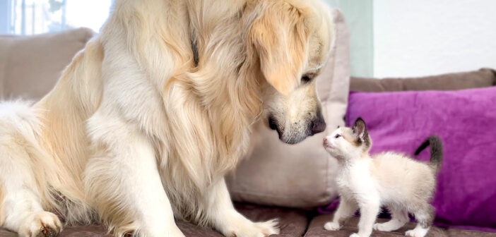 初めて遊んだ犬と子猫