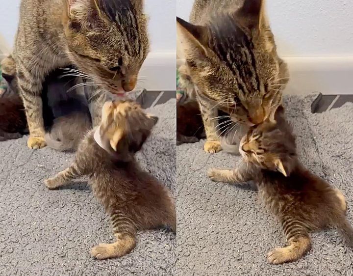 子猫を毛づくろいする母猫