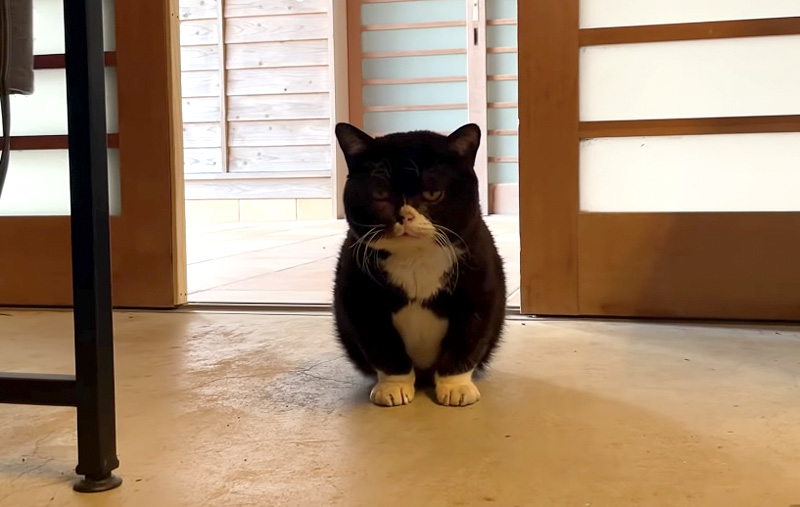 帰宅した猫