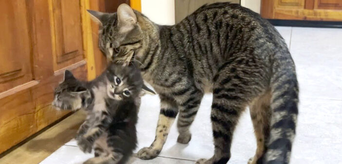 子猫達を回収する母猫