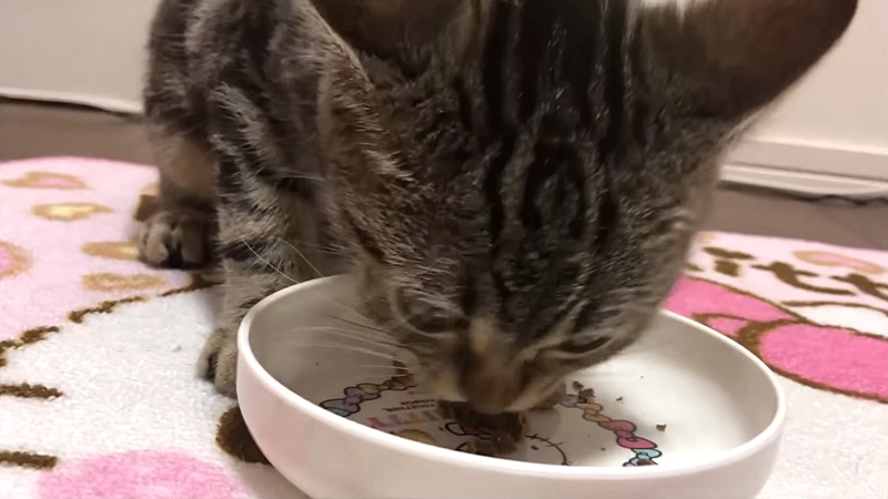 またたびドーナッツを食べる子猫