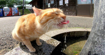 水を飲む猫