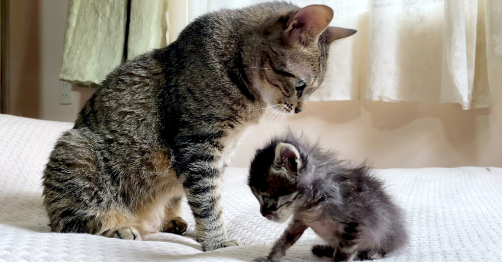 猫　毛づくろい mother_cat_title-1024x534.jpg